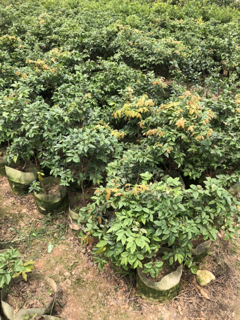 嘉宝果系列台湾树葡萄沙巴艾斯卡红妃嘉宝果种植苗