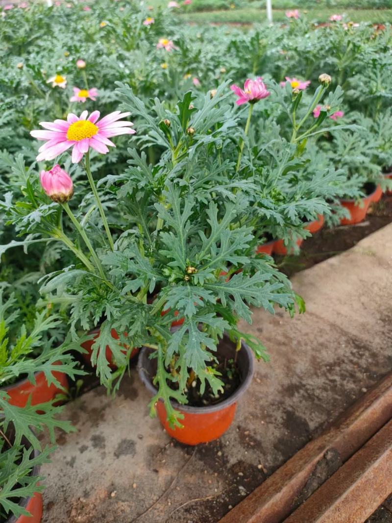玛格丽特上市，玛格丽特工程苗，玛格丽特穴盘苗大量供应