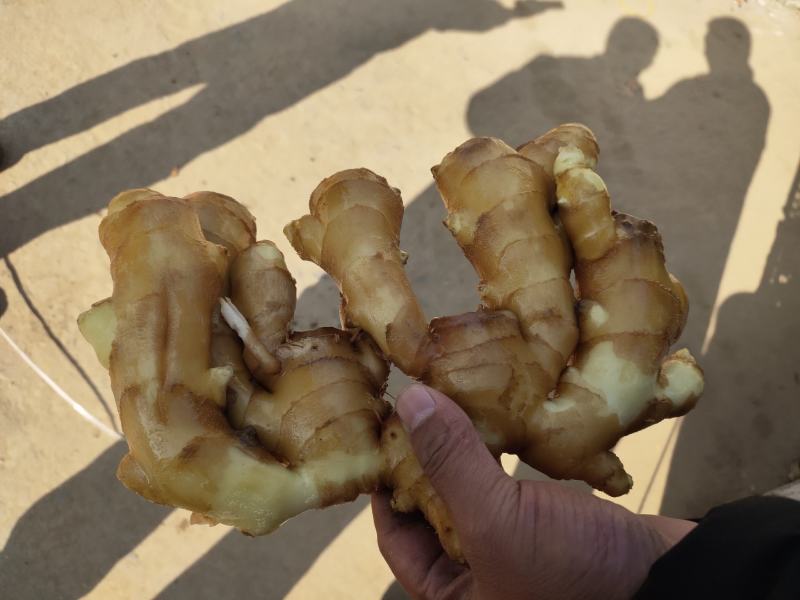 生姜产地现货，鲜姜芽，大黄姜，小黄姜，姜巴，保证质量。