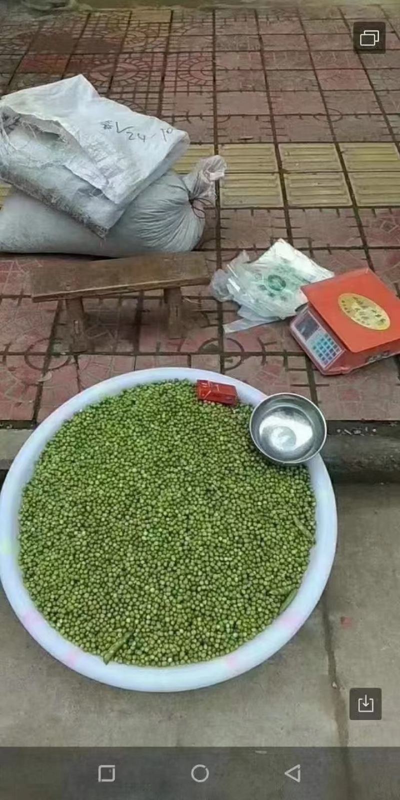 豌豆/干豌豆，颗粒饱满，大量现货价格便宜，需要的老板联系