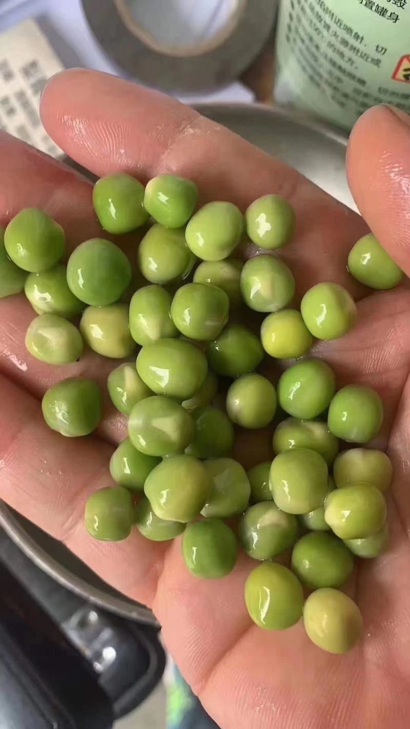 豌豆/干豌豆，颗粒饱满，大量现货价格便宜，需要的老板联系