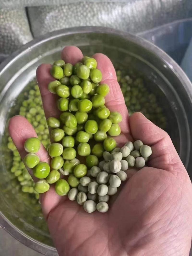 豌豆/干豌豆，颗粒饱满，大量现货价格便宜，需要的老板联系