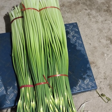 早苔蒜，白帽蒜薹（无泡水）