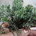 #白蒿#茵陈特菜“三月茵陈四月蒿，五月六月当柴烧”