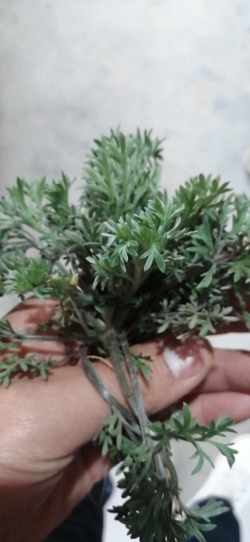 #白蒿#茵陈特菜“三月茵陈四月蒿，五月六月当柴烧”