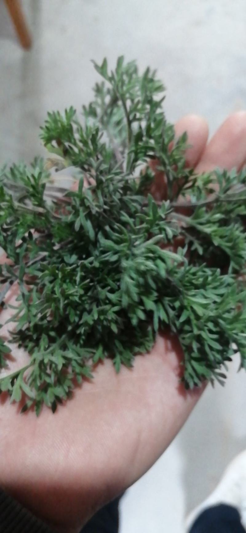 #白蒿#茵陈特菜“三月茵陈四月蒿，五月六月当柴烧”