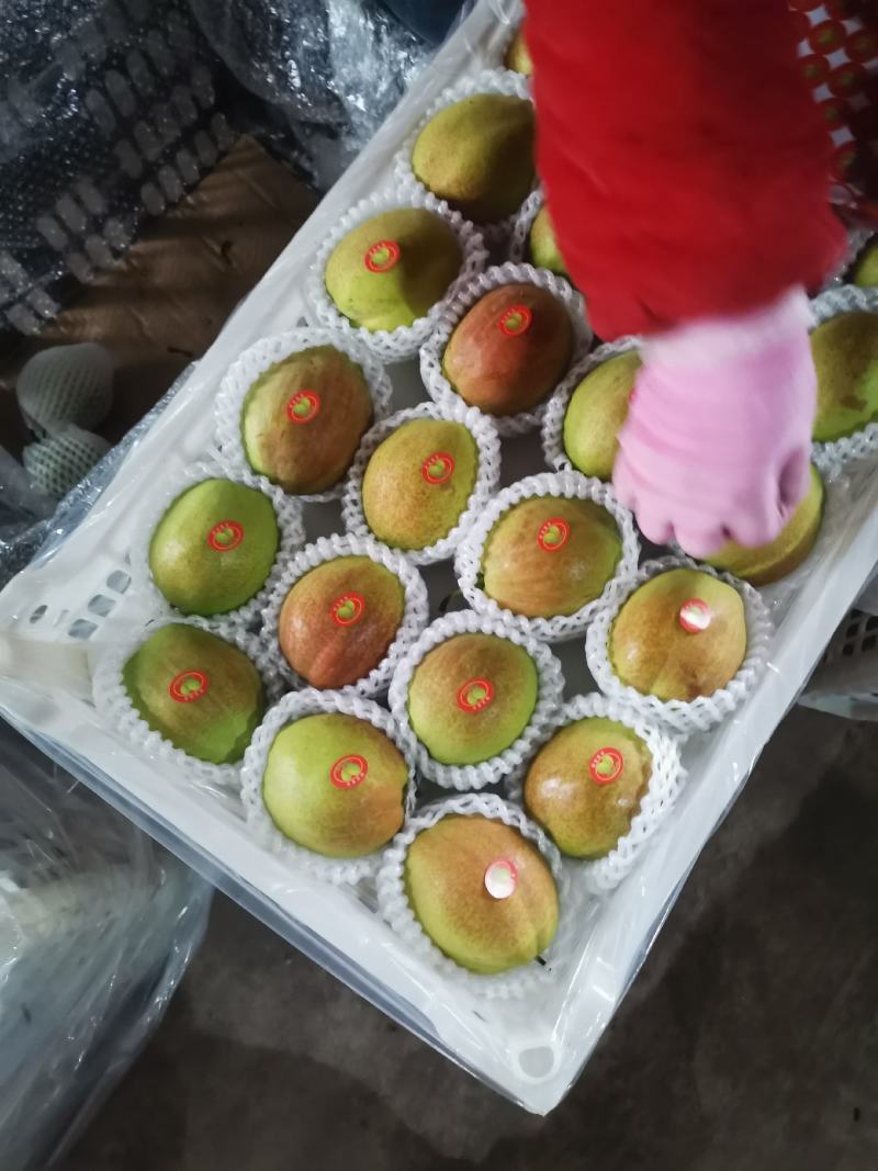 玉露香！产地发货！香梨系列！皮薄肉细，产地直供