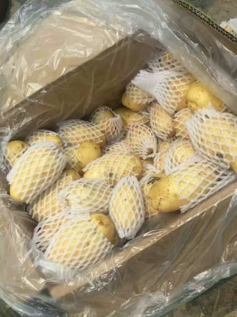 荷兰十五土豆，长年大量供应全国，质量保障，支持全国发货！