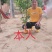 柚子树苗红心红肉蜜柚嫁接三红蜜柚果树果苗南方北方种植当年