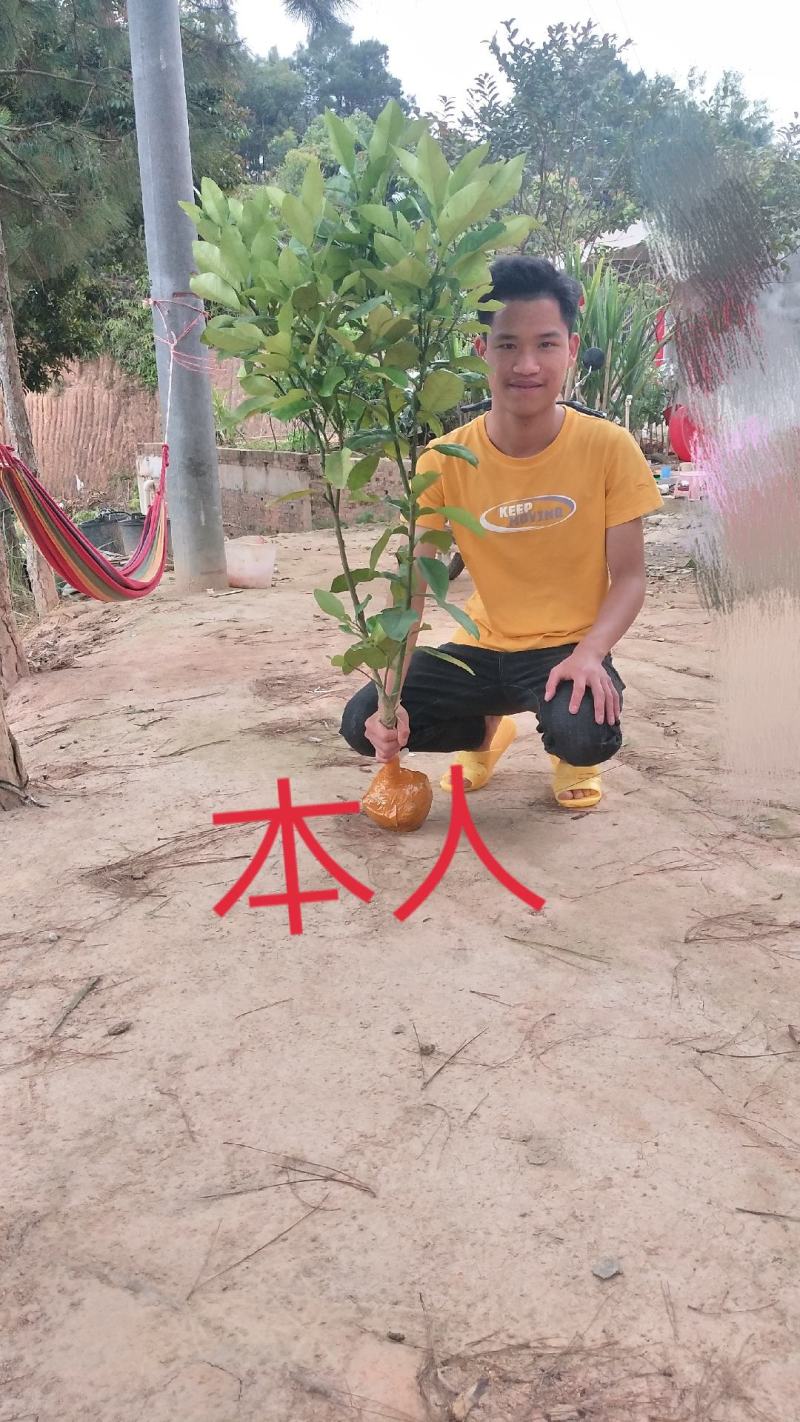 柚子树苗红心红肉蜜柚嫁接三红蜜柚果树果苗南方北方种植当年