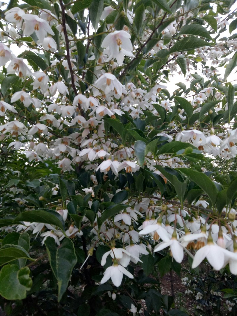 荣成野茉莉花玉玲花苗木