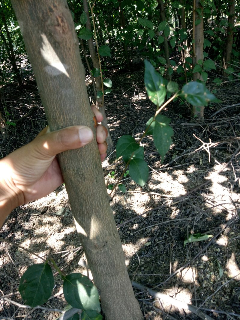 荣成野茉莉花玉玲花苗木