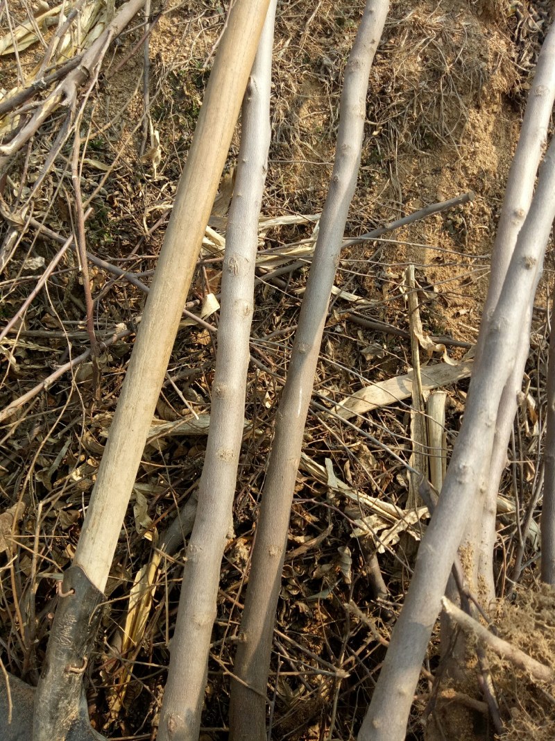 荣成野茉莉花玉玲花苗木