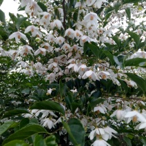 荣成野茉莉花玉玲花苗木