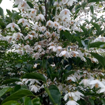 荣成野茉莉花玉玲花苗木