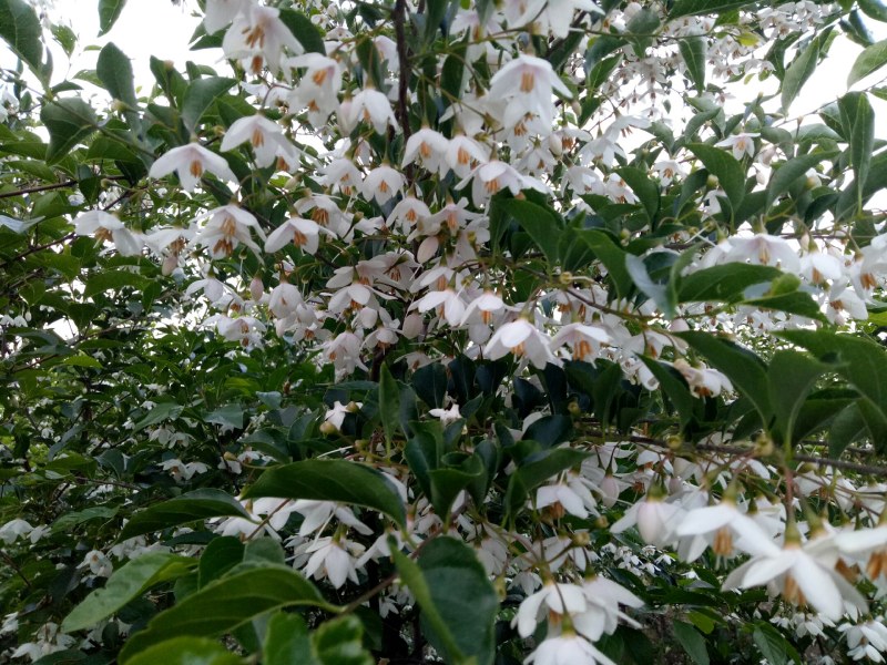荣成野茉莉花玉玲花苗木