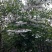 荣成野茉莉花玉玲花苗木