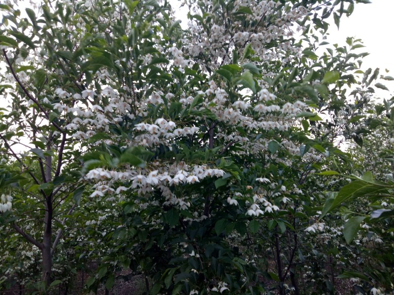 荣成野茉莉花玉玲花苗木