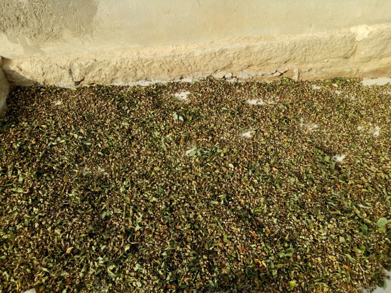 荣成野茉莉花玉玲花苗木