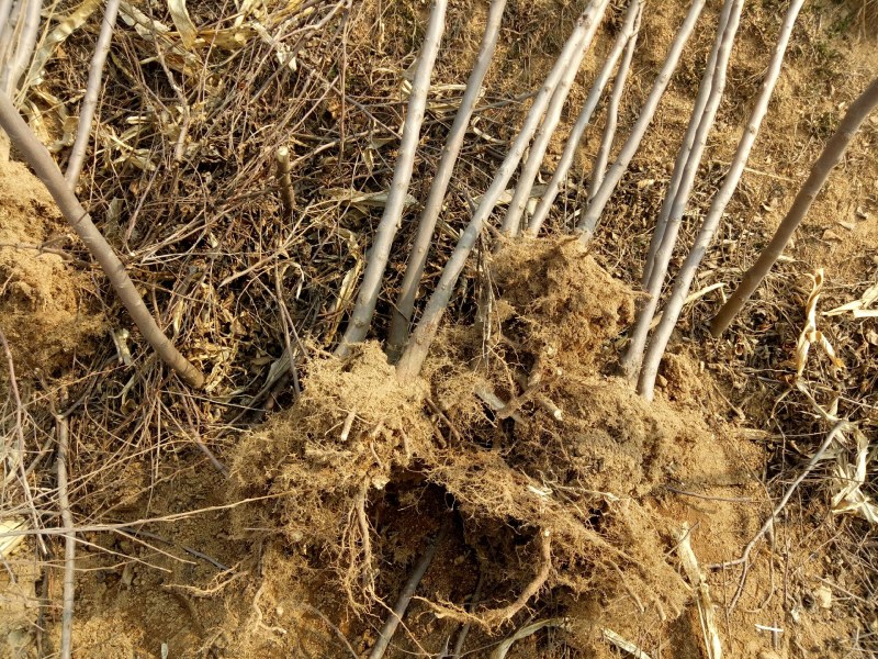 荣成野茉莉花玉玲花苗木