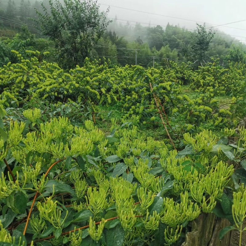 金银花精品蒸汽茶花无硫无杂质自然采摘