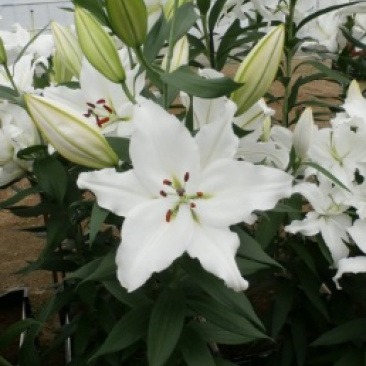 白狐百合花新品种、现货供应，种植容易，适合家庭种养。