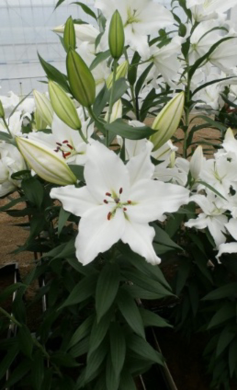 白狐百合花新品种、现货供应，种植容易，适合家庭种养。