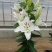 白狐百合花新品种、现货供应，种植容易，适合家庭种养。