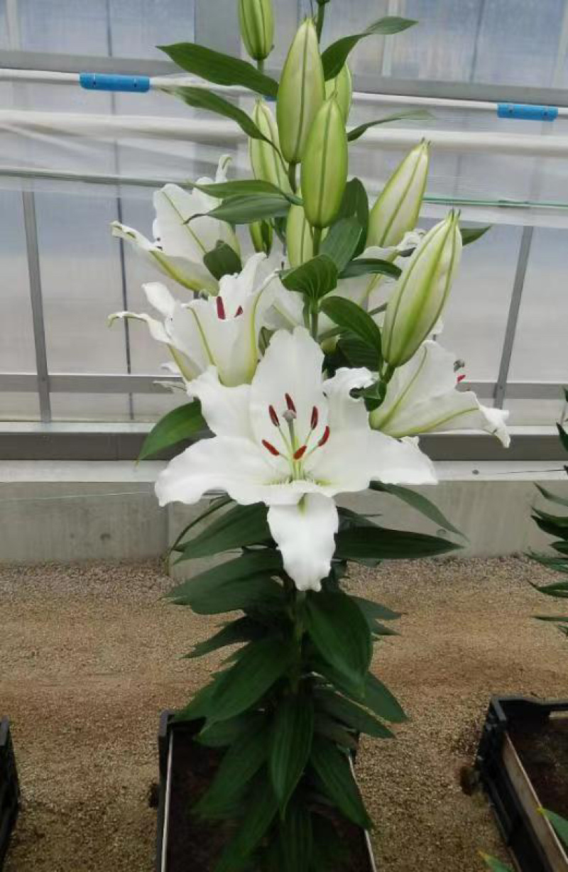 白狐百合花新品种、现货供应，种植容易，适合家庭种养。