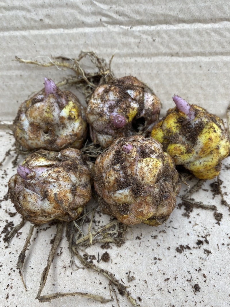 白狐百合花新品种、现货供应，种植容易，适合家庭种养。