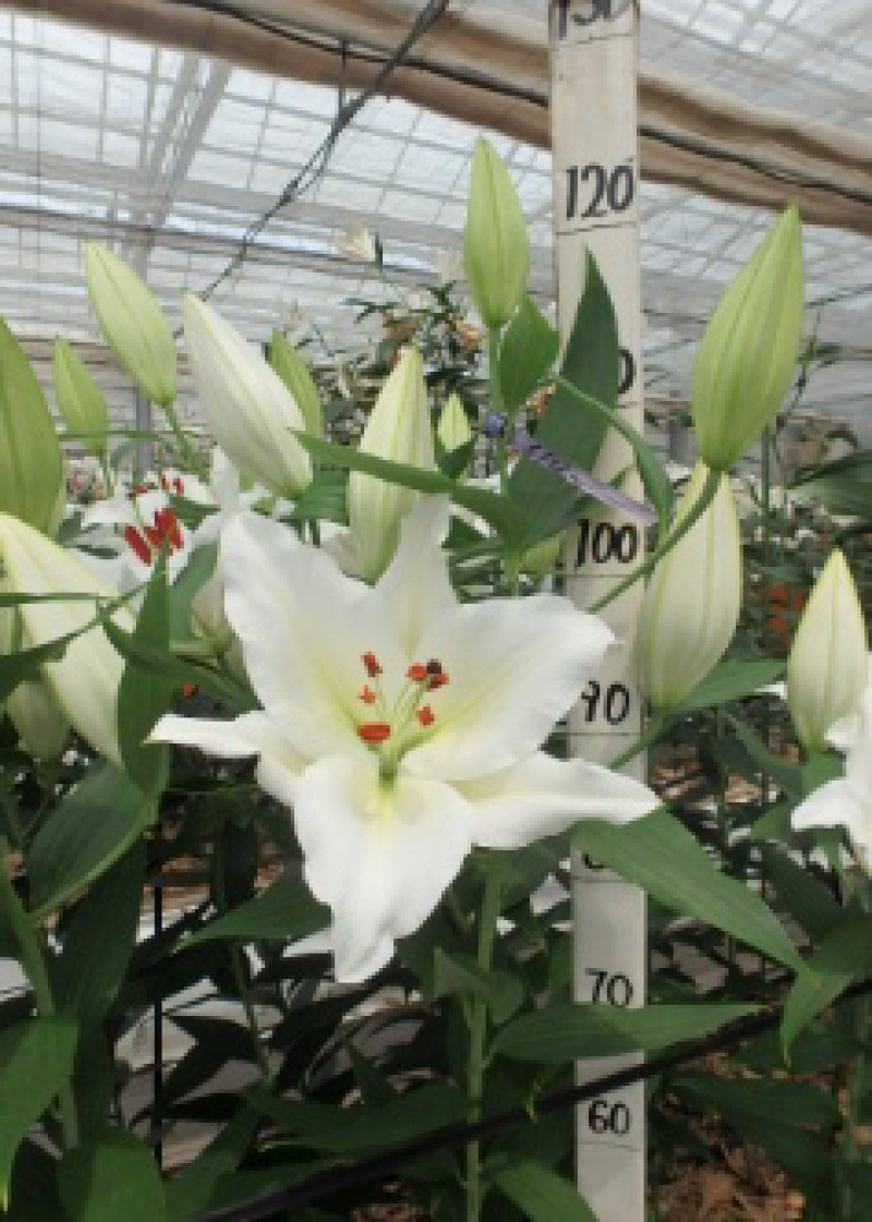 精品大花百合花（曼蜜）现货供应，花色规格齐全。
