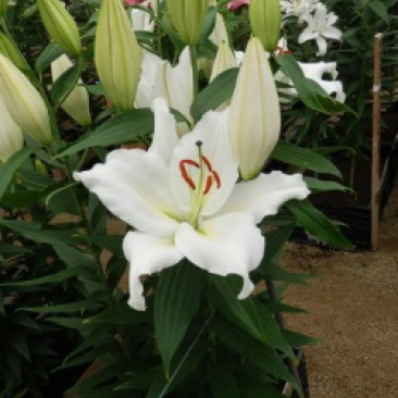 精品大花百合花（曼蜜）现货供应，花色规格齐全。