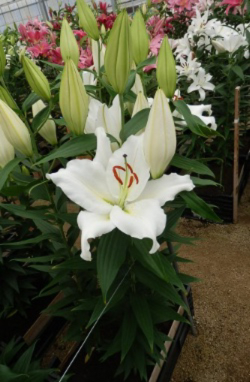 精品大花百合花（曼蜜）现货供应，花色规格齐全。
