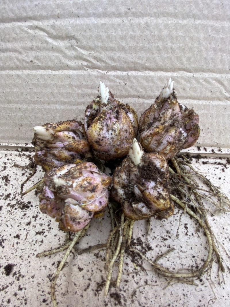 精品大花百合花（曼蜜）现货供应，花色规格齐全。