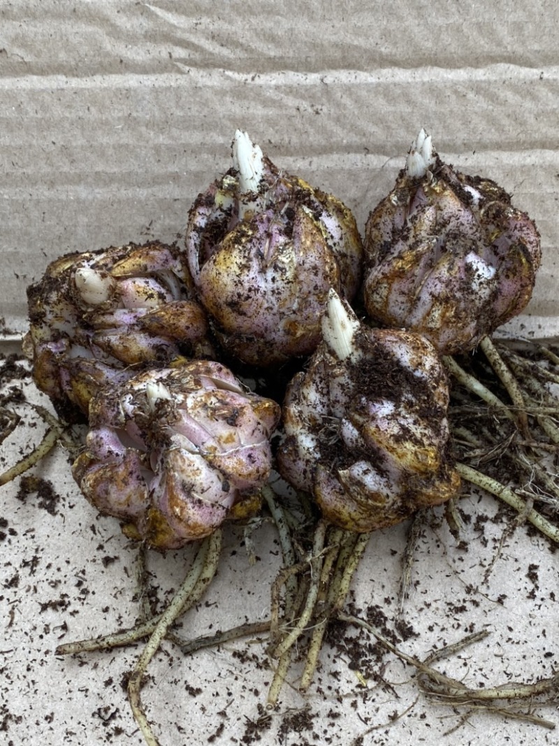 精品大花百合花（曼蜜）现货供应，花色规格齐全。