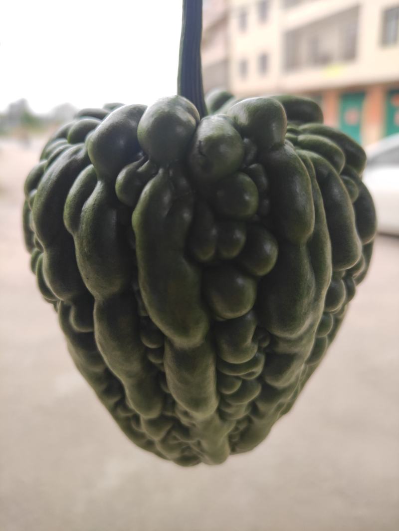 肉质嫩滑的广东大顶苦瓜，已大量上市，基地直供，欢迎订购
