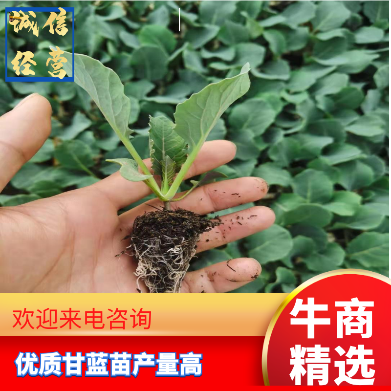 包菜，甘蓝苗，特级种子，量大从优，欢迎来电