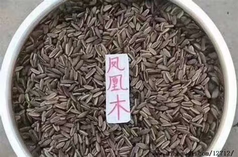 红豆杉种子多种子优良大量供应批发