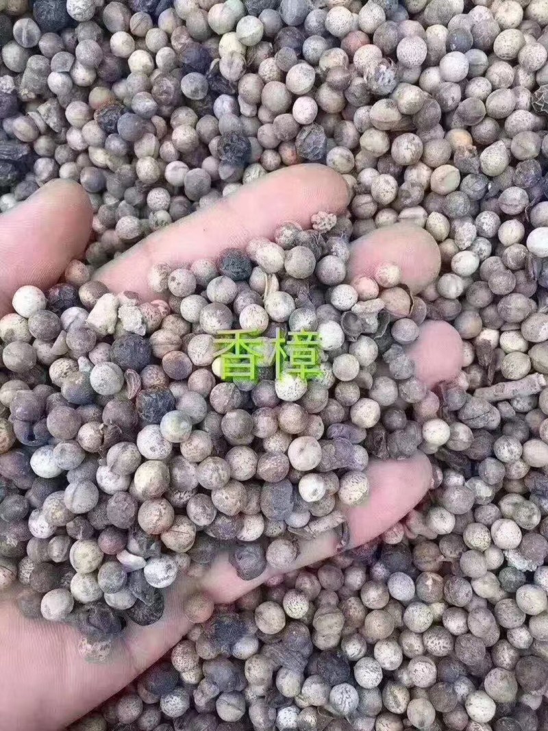红豆杉种子多种子优良大量供应批发
