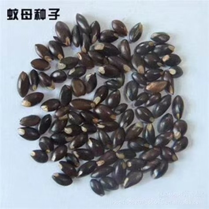 红豆杉种子多种子优良大量供应批发