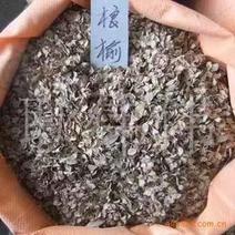 红豆杉种子多种子优良大量供应批发