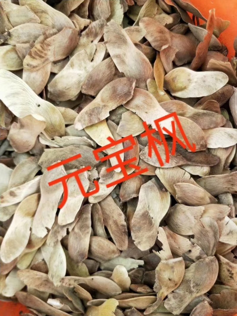 红豆杉种子多种子优良大量供应批发