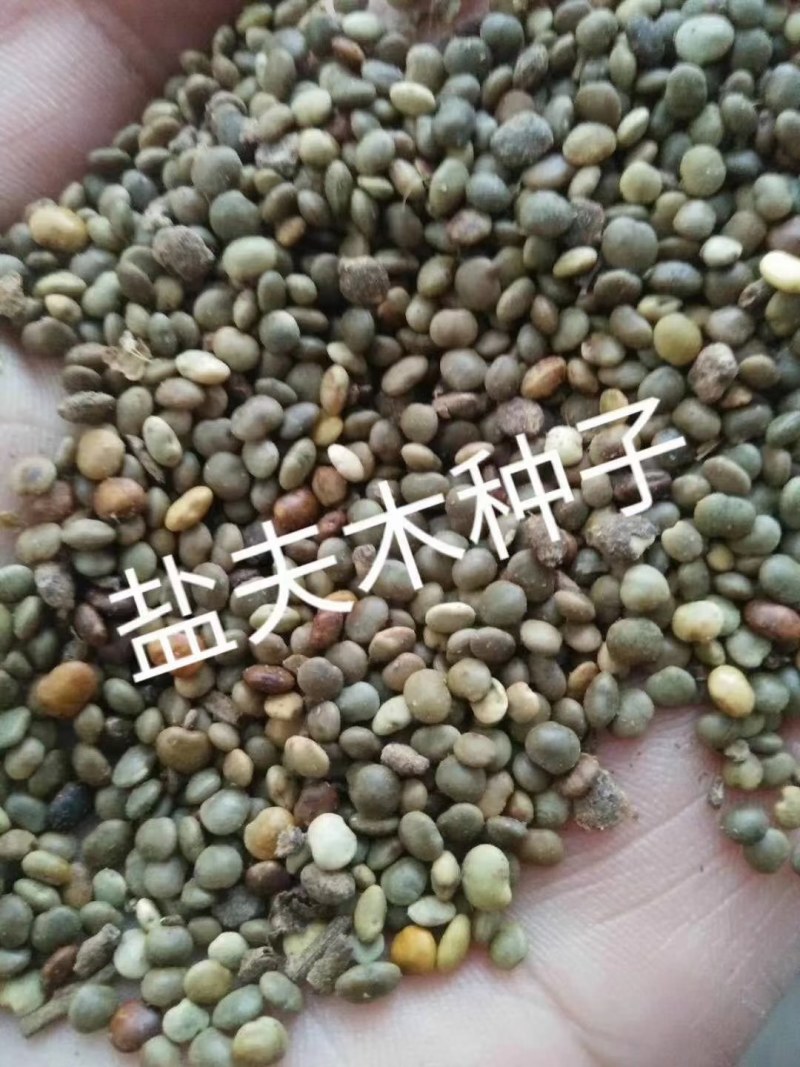 红豆杉种子多种子优良大量供应批发