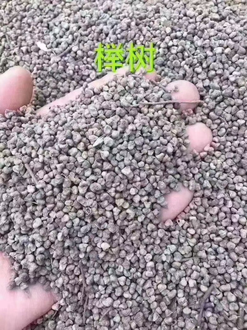 红豆杉种子多种子优良大量供应批发