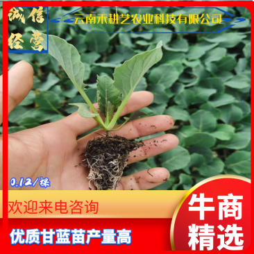 包菜，甘蓝苗，特级种子，量大从优，欢迎来电