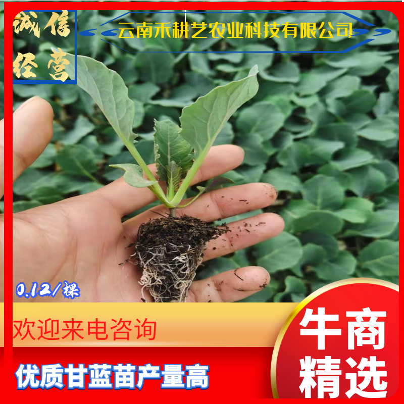 包菜，甘蓝苗，特级种子，量大从优，欢迎来电
