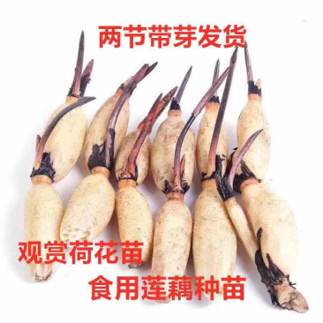 荷花碗莲微型迷你小荷花块根茎带芽苞水生观赏花卉