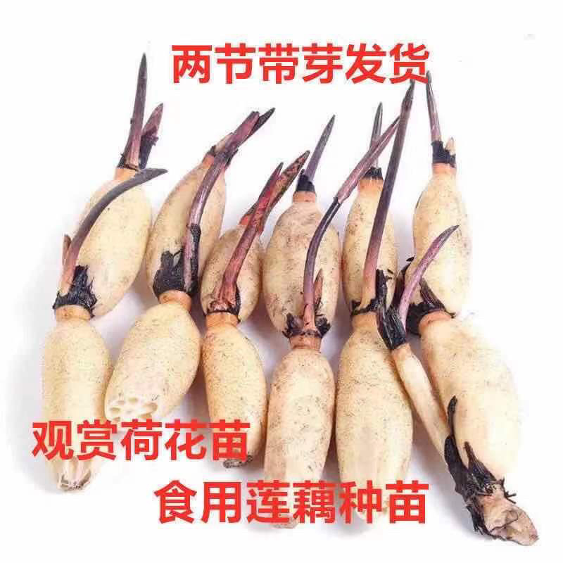 荷花碗莲微型迷你小荷花块根茎带芽苞水生观赏花卉