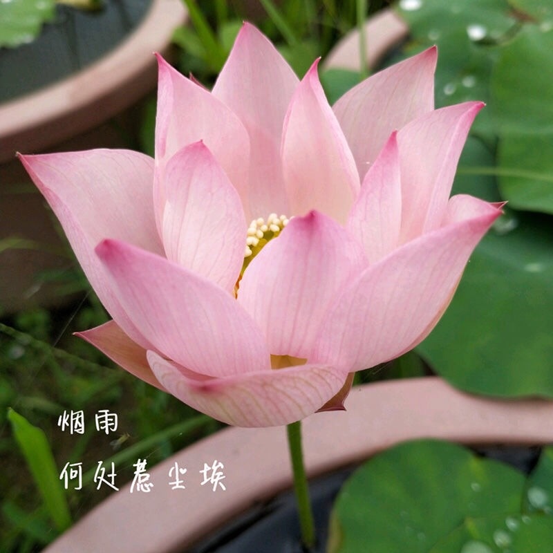 荷花碗莲微型迷你小荷花块根茎带芽苞水生观赏花卉