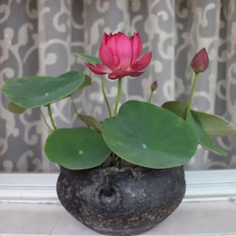 荷花碗莲微型迷你小荷花块根茎带芽苞水生观赏花卉